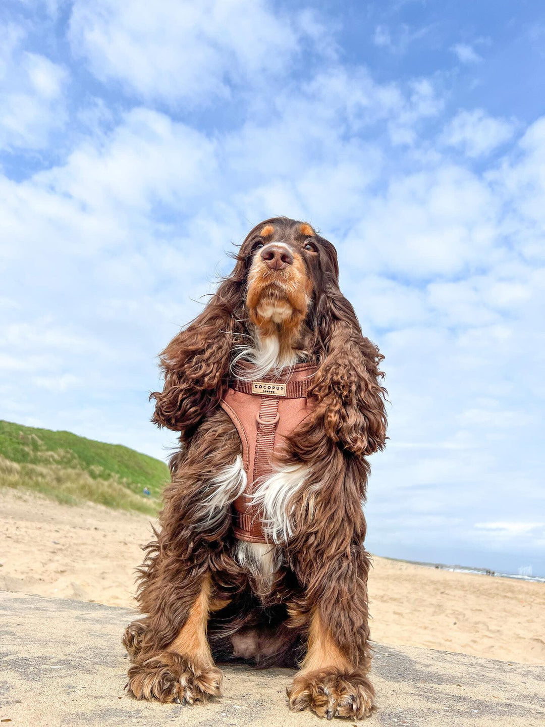 KEEPING YOUR DOG COOL IN THE SUMMER