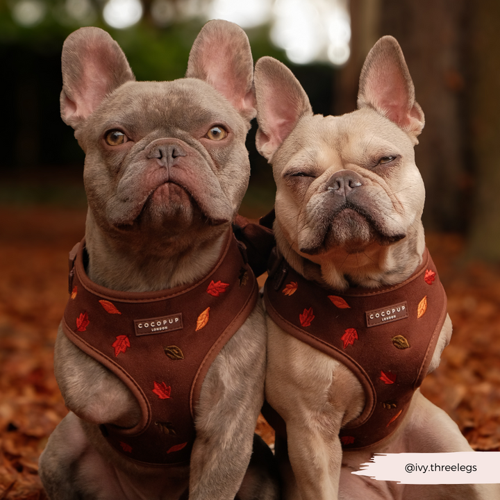 Pawtumn Leaves Adjustable Neck HARNESS