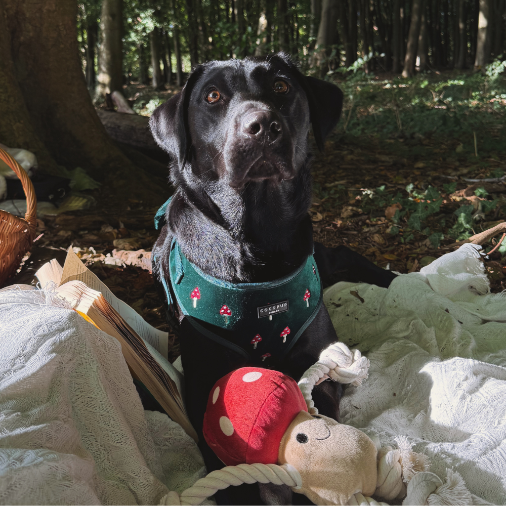 Toadstool Trails Adjustable Neck HARNESS