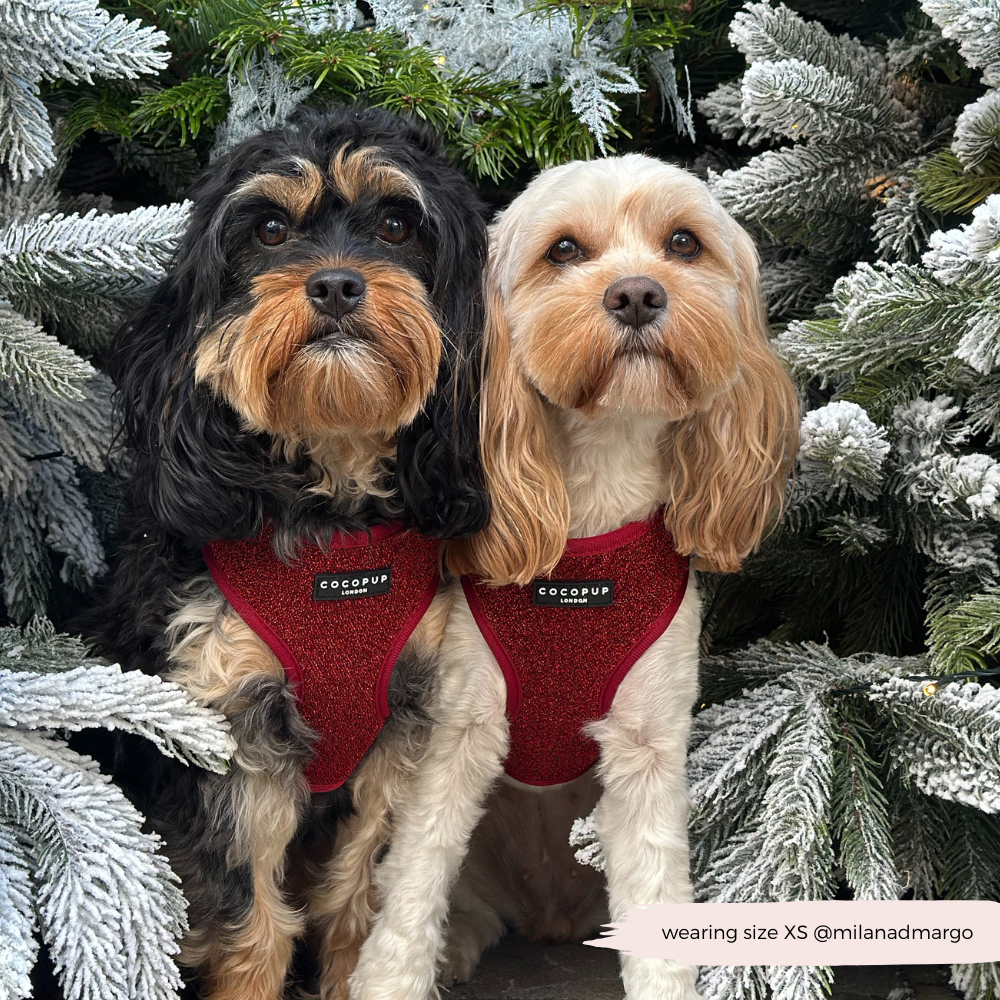 Limited Edition Burgundy Sparkle Pup Adjustable Neck Harness, Lead & Collar Bundle