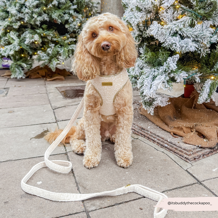 Limited Edition Sparkle Season Gold Adjustable Neck HARNESS