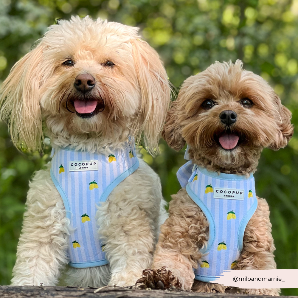 Living La Vida Lemon Adjustable Neck HARNESS