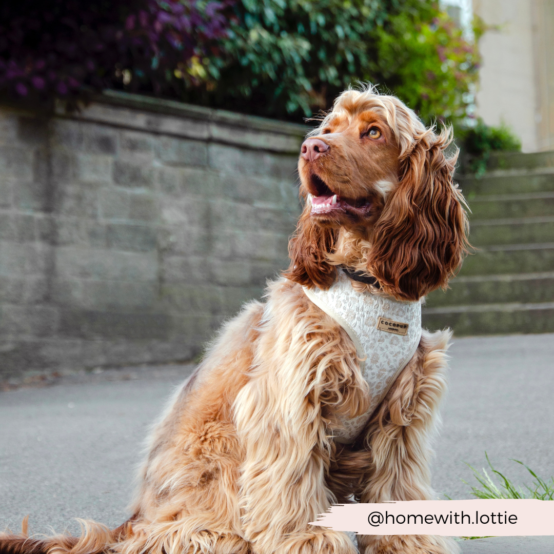 Luxe Garden Meadow Adjustable Neck Harness, Lead & Collar Bundle