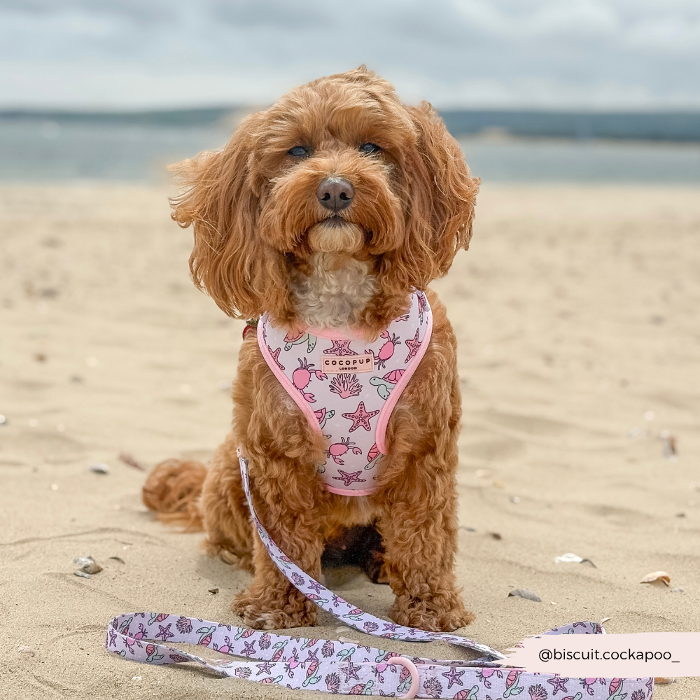 Pawcific Pink Reef Lead