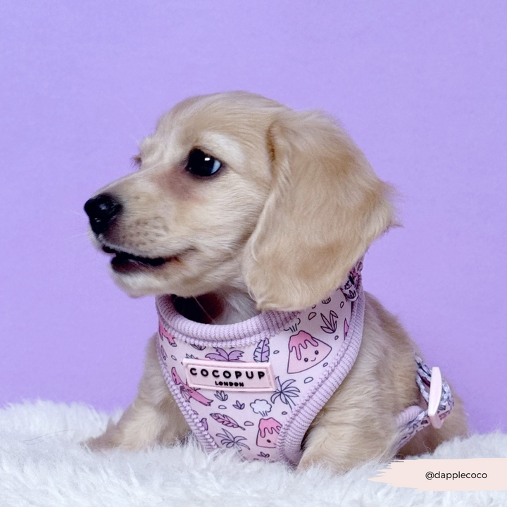 Princess Dino Adjustable Neck HARNESS