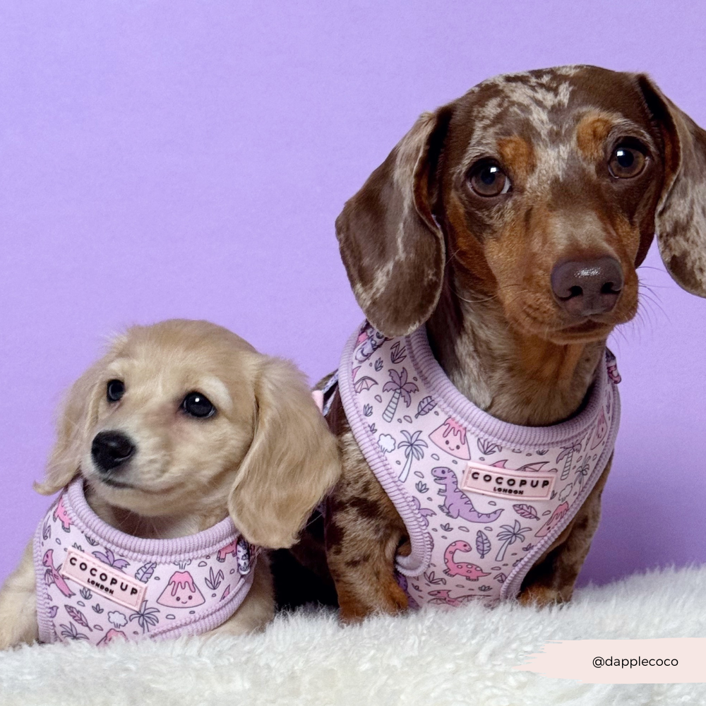 Princess Dino Adjustable Neck HARNESS