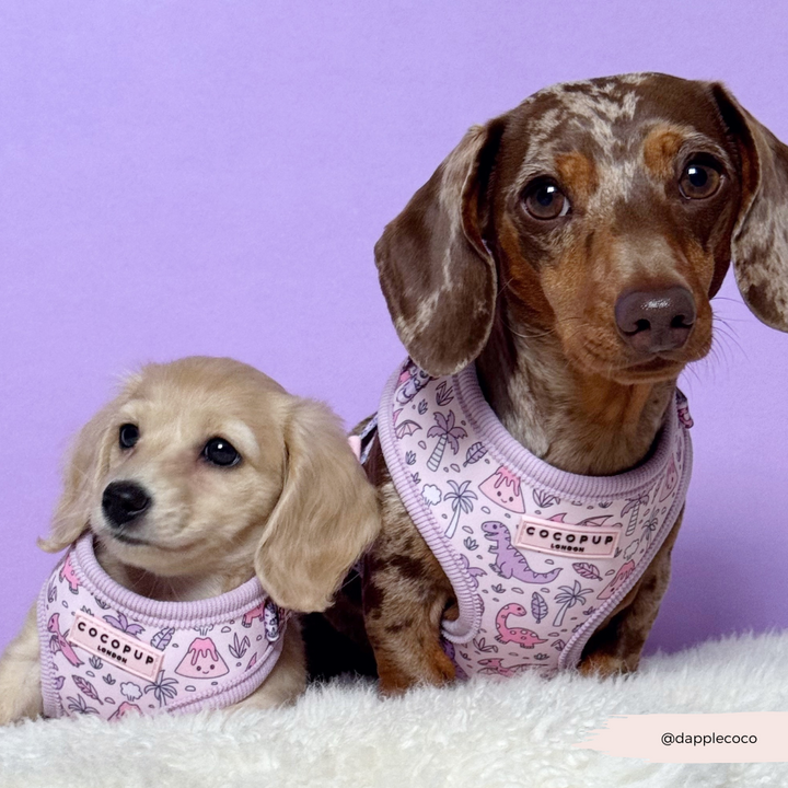 Princess Dino Adjustable Neck HARNESS