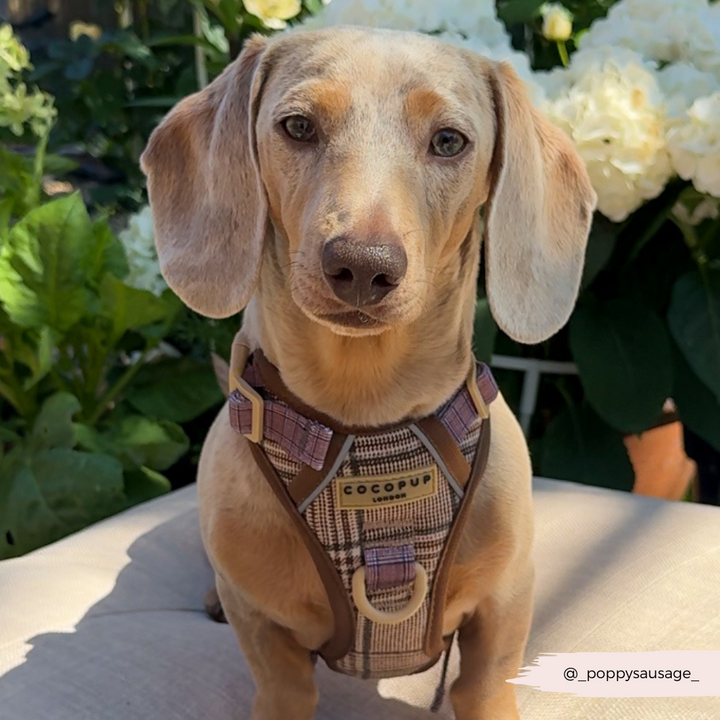 Explore Harness - Pup Plaid