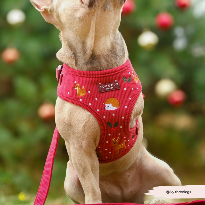 Holly Jolly Trails Adjustable Neck Harness, Lead & Collar Bundle