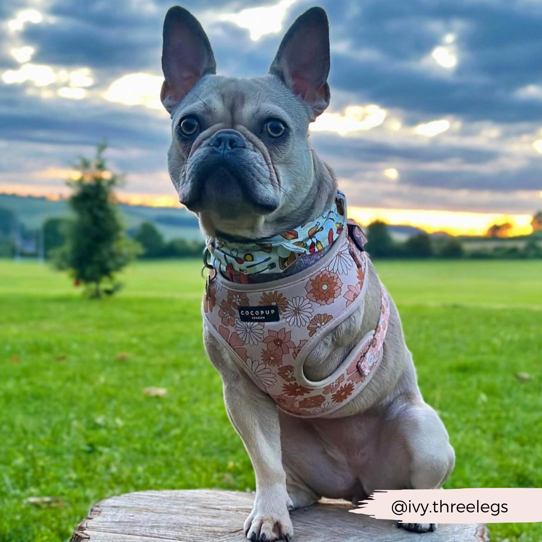 Groovy Florals Adjustable Neck Harness