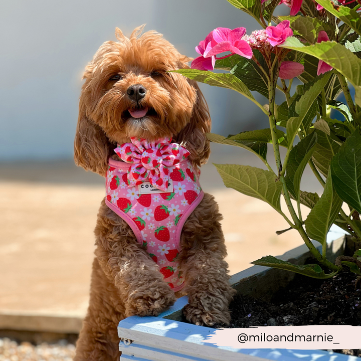 Pupberry Fields Collar Flower