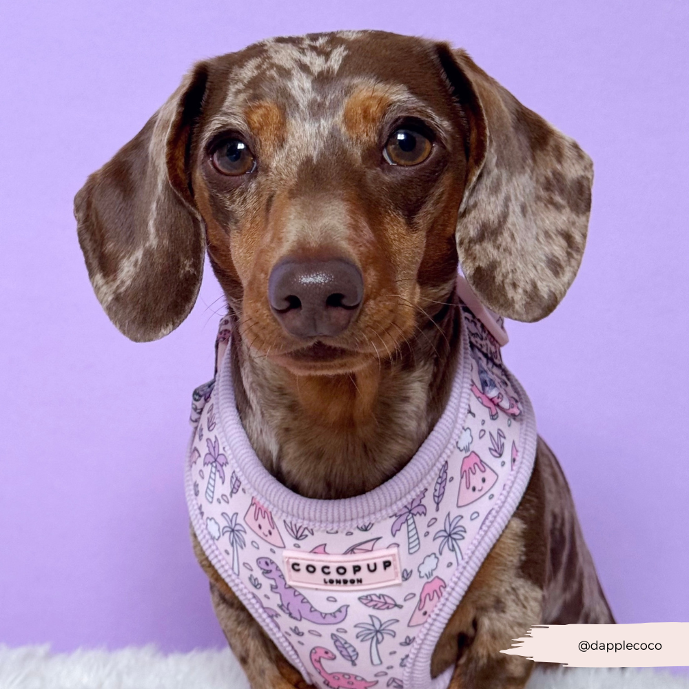 Princess Dino Adjustable Neck HARNESS
