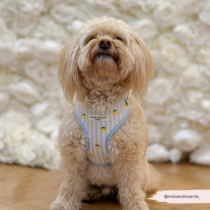 Living La Vida Lemon Adjustable Neck HARNESS