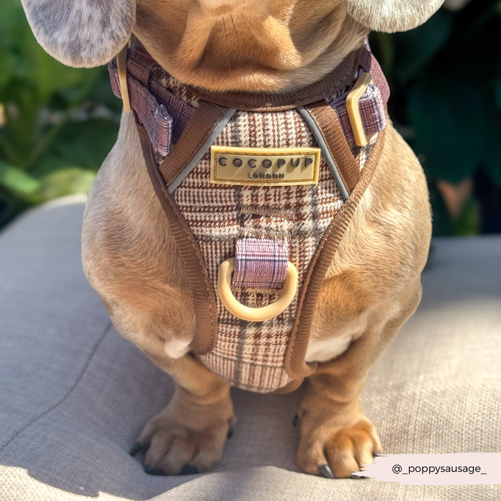 Explore Harness - Pup Plaid