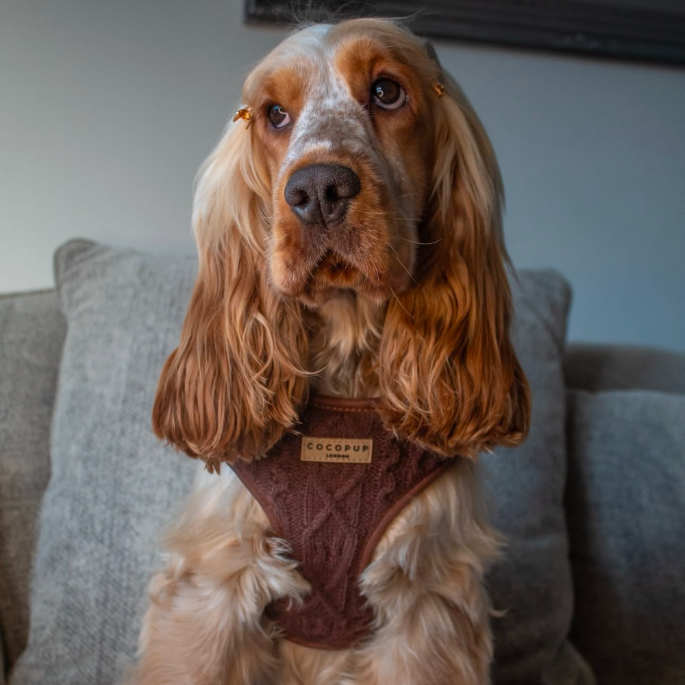 Hot Coco Cable Knit Adjustable Neck Harness, Lead & Collar Bundle