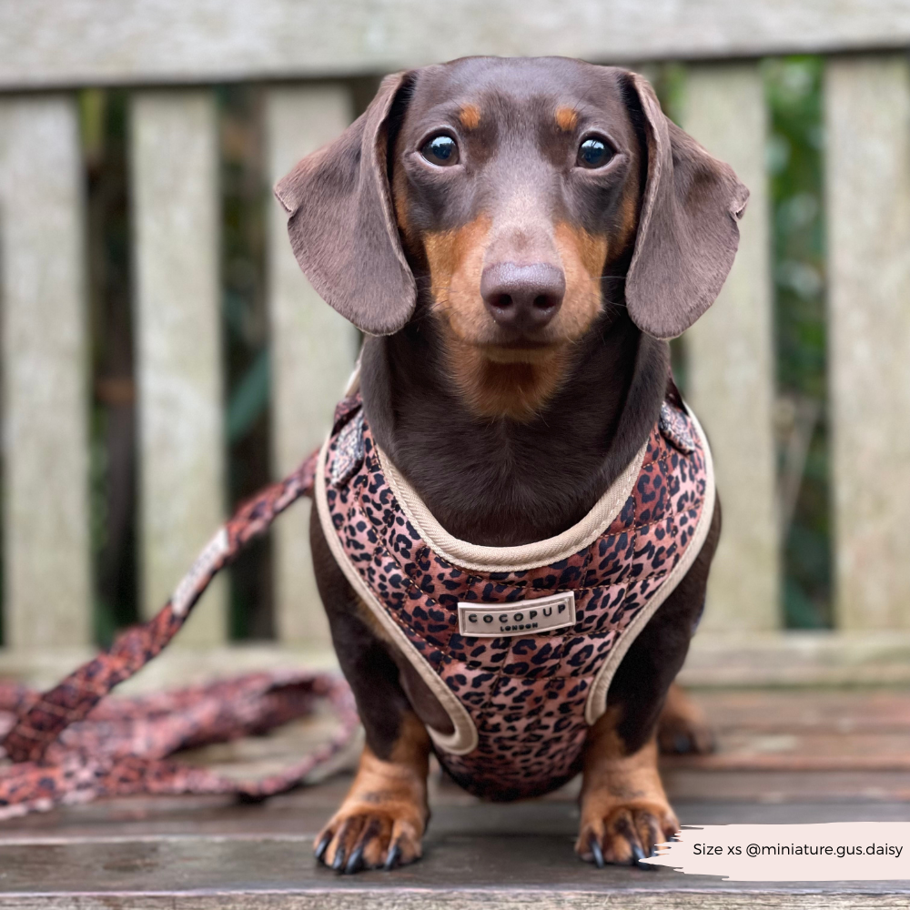 Quilted Leopard Pup Adjustable Neck Harness