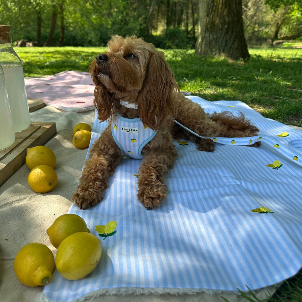 PERSONALISED Blanket - Living La Vida Lemon