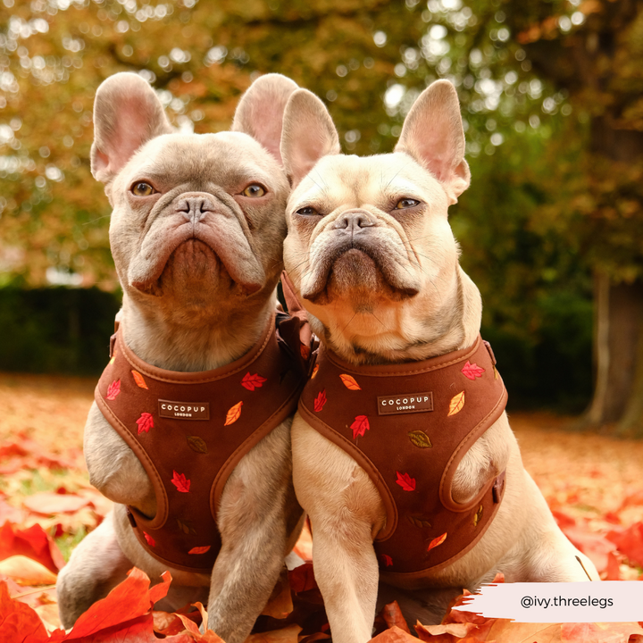 Pawtumn Leaves Adjustable Neck HARNESS