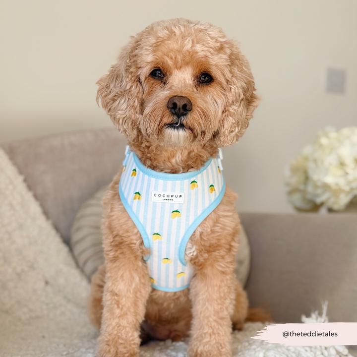 Living La Vida Lemon Adjustable Neck HARNESS