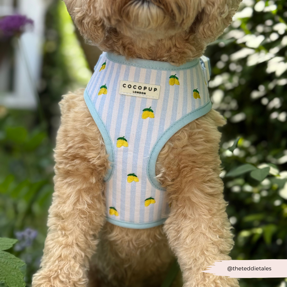 Living La Vida Lemon Adjustable Neck HARNESS