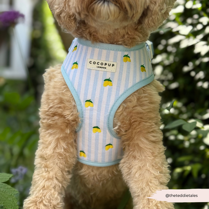 Living La Vida Lemon Adjustable Neck HARNESS