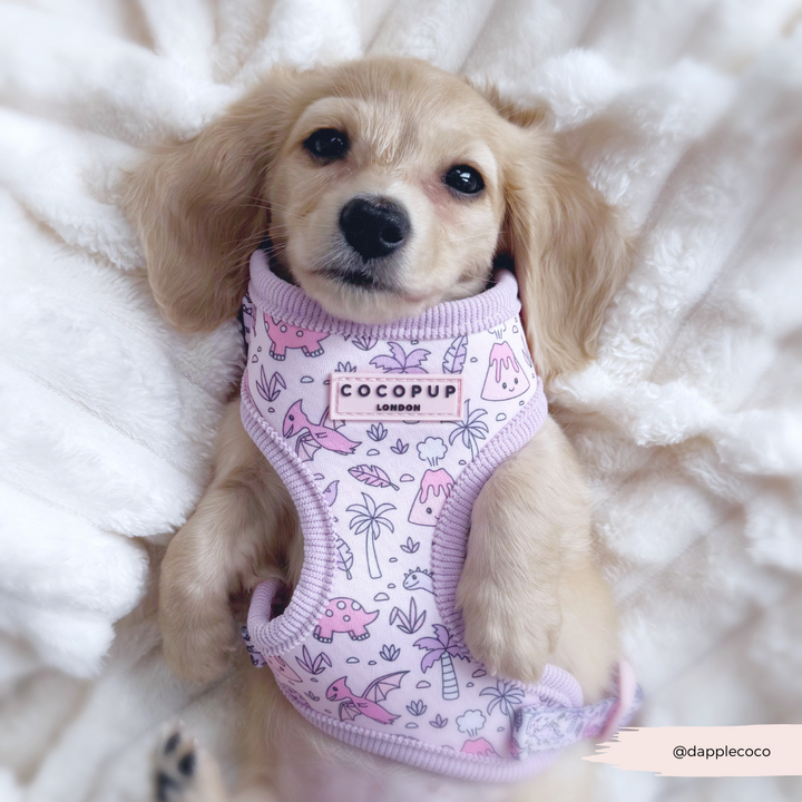 Princess Dino Adjustable Neck HARNESS