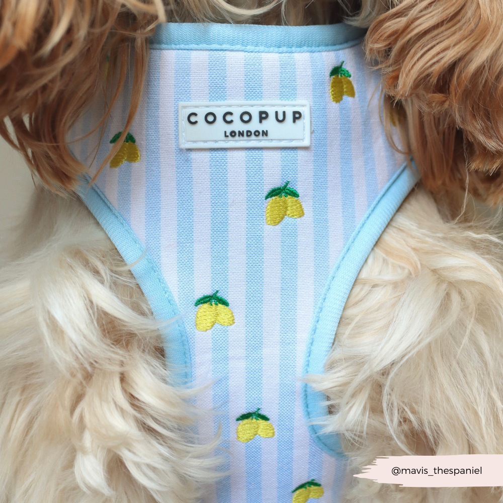 Living La Vida Lemon Adjustable Neck HARNESS