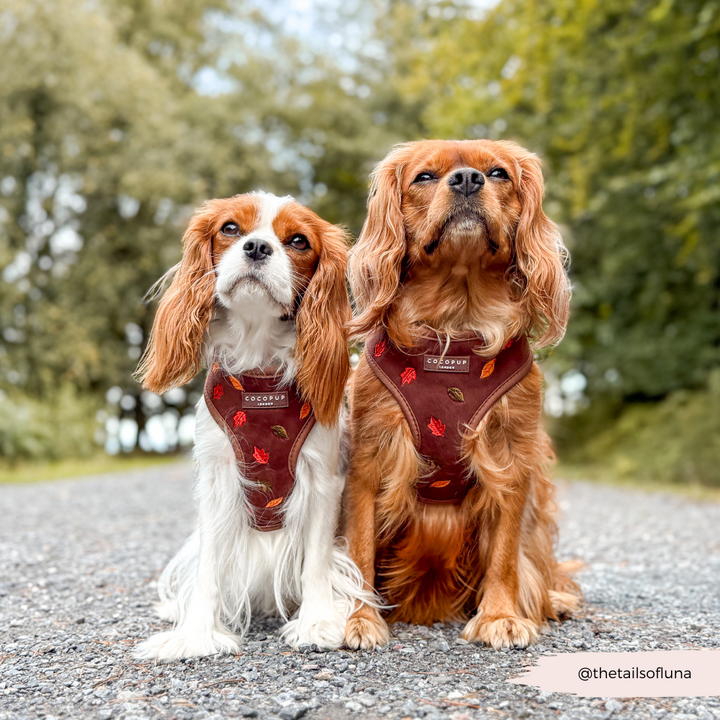 Pawtumn Leaves Adjustable Neck HARNESS