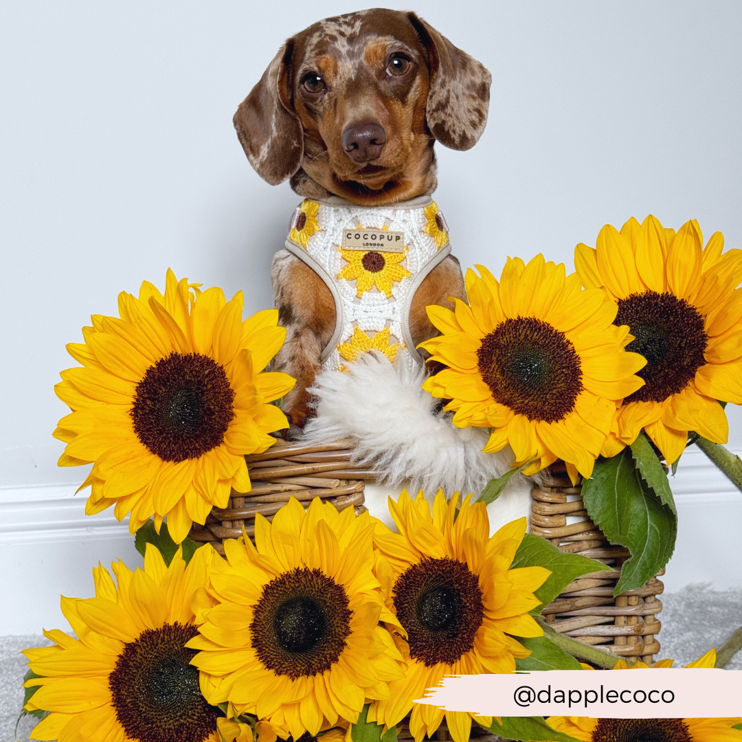 Sunflower Patch Adjustable Neck Harness