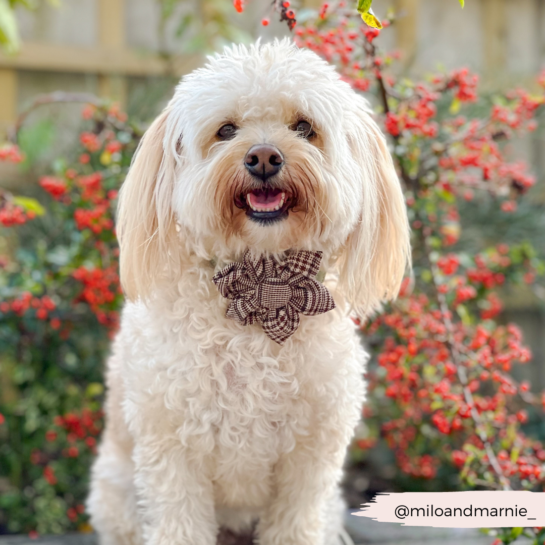 Pup Plaid Collar Flower