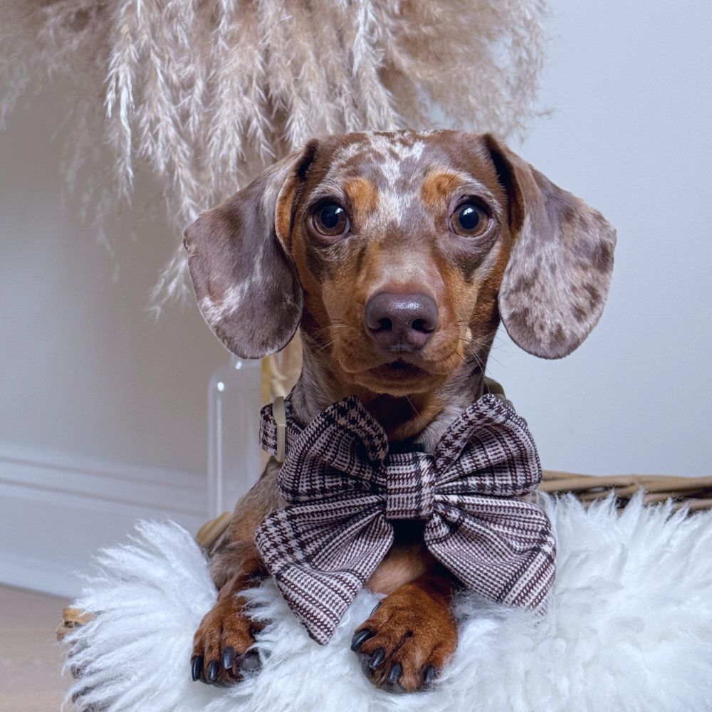 Pup Plaid Sailor Bow Tie