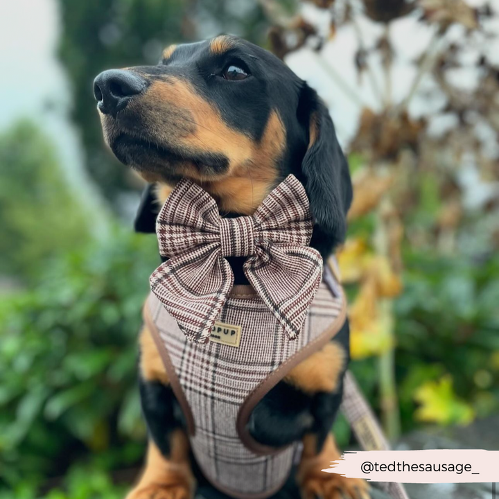 Pup Plaid Sailor Bow Tie