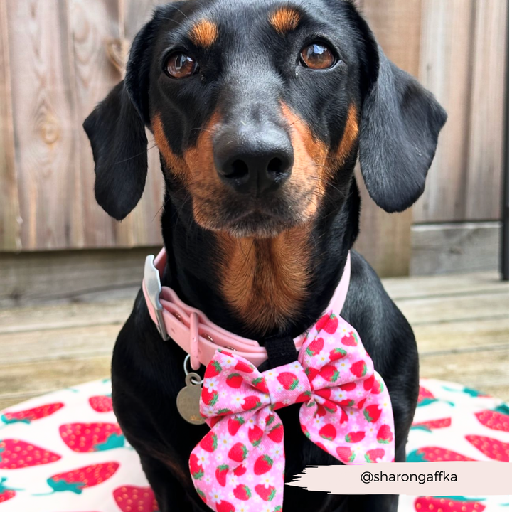 Pupberry Fields Sailor Bow Tie