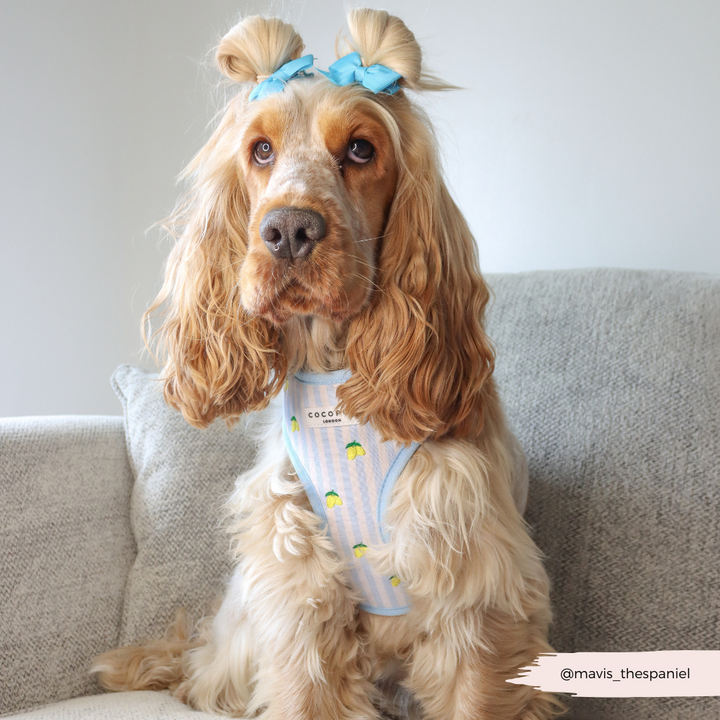 Living La Vida Lemon Adjustable Neck HARNESS