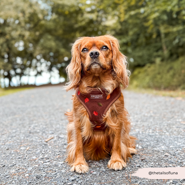 Pawtumn Leaves Adjustable Neck HARNESS