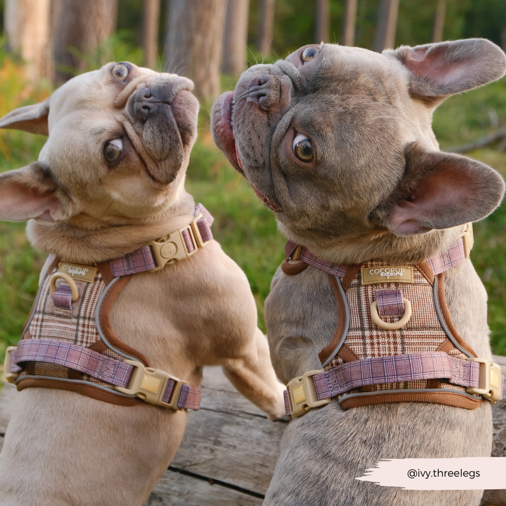 Explore Harness - Pup Plaid