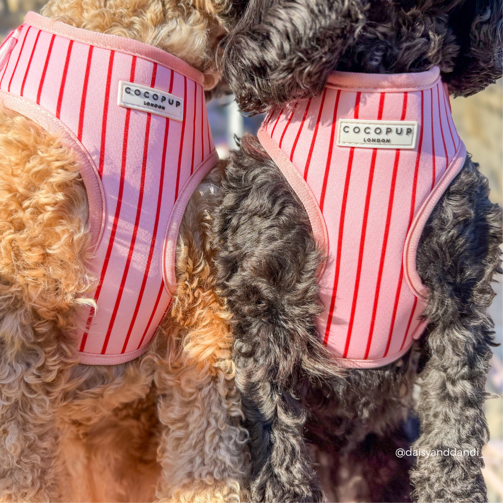 Candy Stripe Adjustable Neck HARNESS