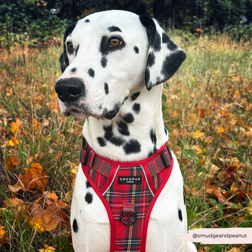 Explore Harness - Tartan
