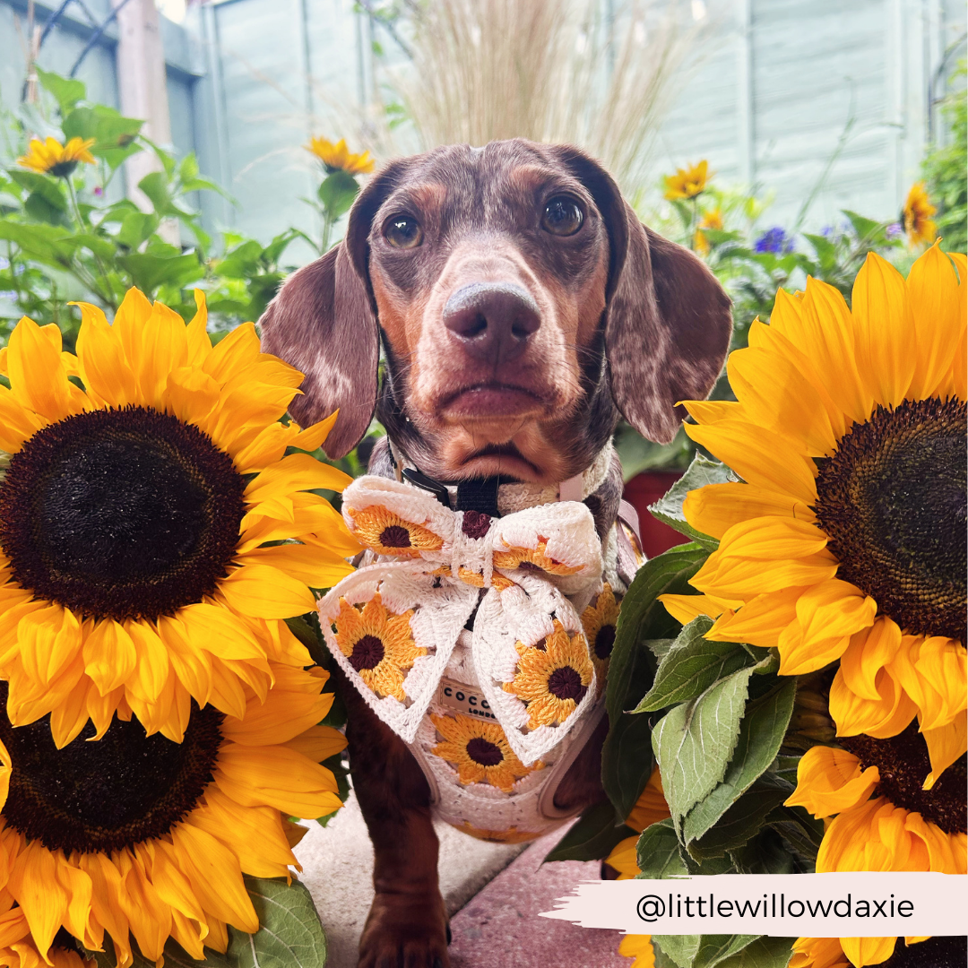 Sunflower Patch Adjustable Neck Harness, Lead & Collar Bundle