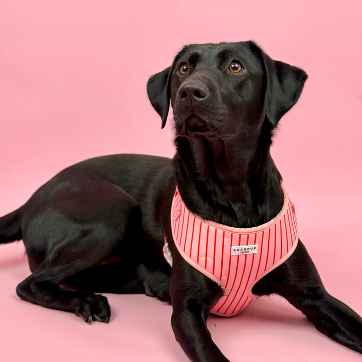 Candy Stripe Adjustable Neck HARNESS