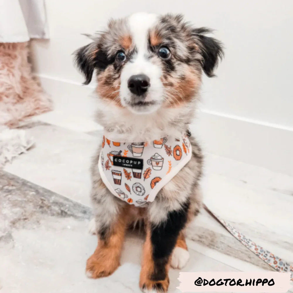 A fluffy puppy with a mix of black, white, and brown fur sits on the floor, looking up at the camera. The puppy is wearing the Autumn Puppuccino Adjustable Neck Harness from Cocopup London, featuring various small designs. The background includes a fuzzy pink rug. The handle "@dogtor.hippo" is in the bottom right corner.