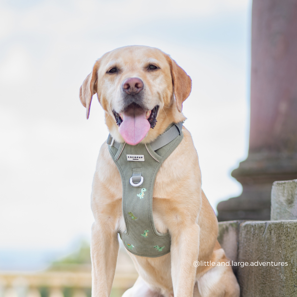 Explore Harness - Dino Doodles