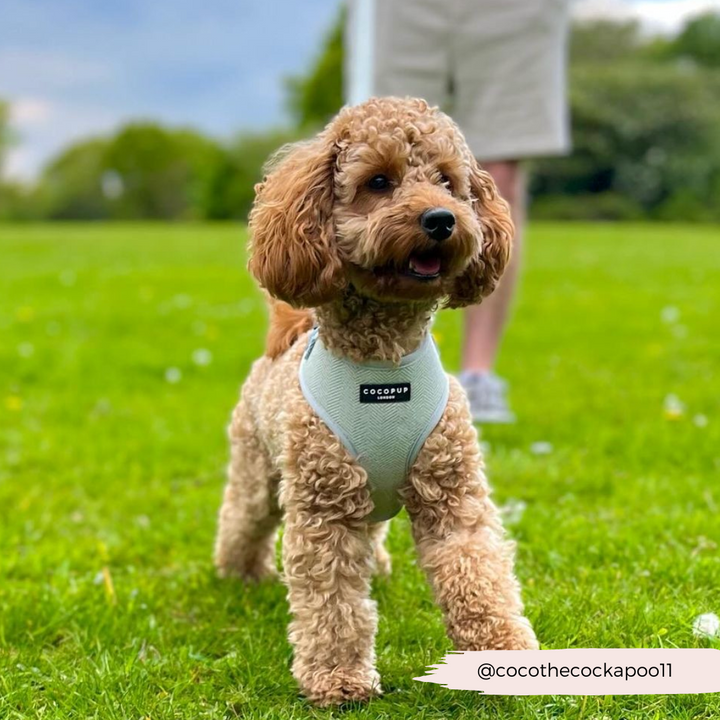 A curly-haired brown dog stands on green grass, sporting a stylish Sage Tweed Adjustable Neck Harness by Cocopup London, which has a tag that reads "cocopup." In the background, a person in light-colored shorts is partially visible under the partly cloudy sky. The handle @cocothecockapoo11 is overlaid on the image.