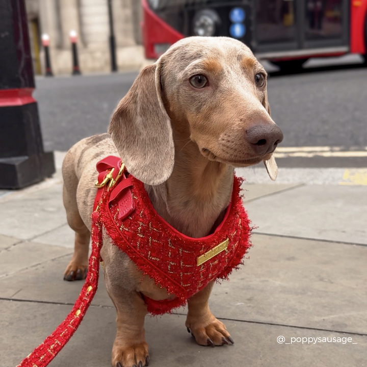Red Textured Tweed Adjustable Neck Harness, Lead & Collar Bundle