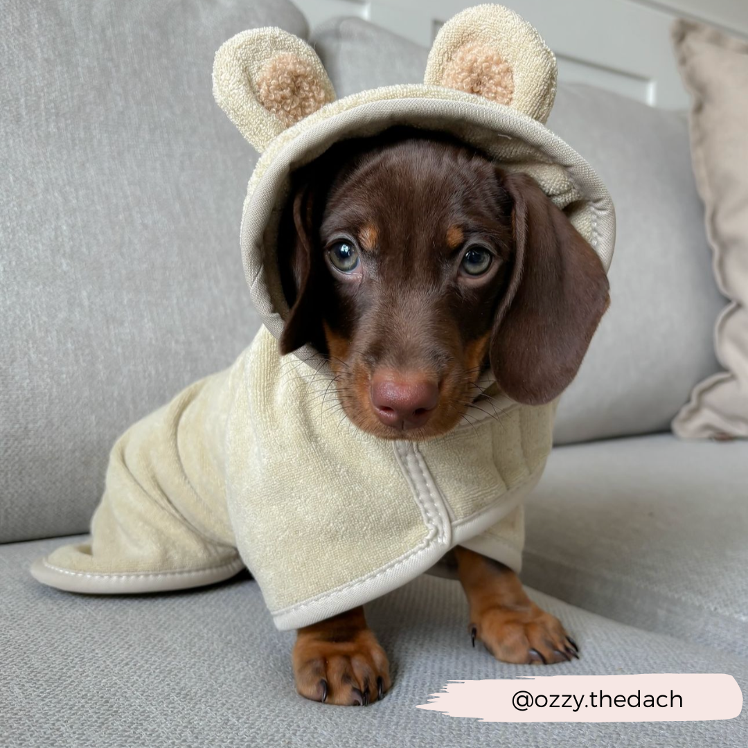 A small brown Dachshund puppy wearing a Teddy Drying Robe from Cocopup London sits on a grey couch. The beige hooded onesie with bear ears makes the puppy look directly at the camera with wide eyes, resembling an adorable teddy dog towel. An Instagram handle "@ozzy.thedach" is displayed in the bottom right corner.