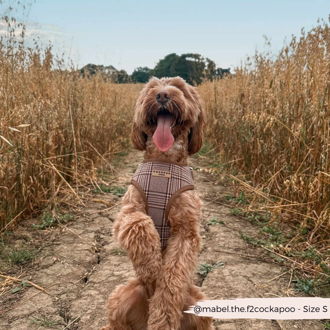 Pup Plaid Adjustable Neck Harness