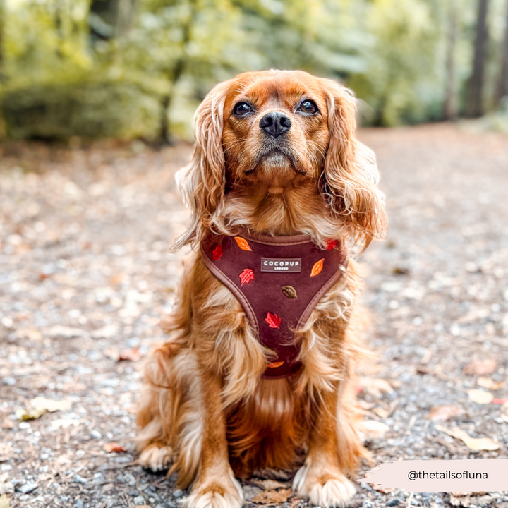 Pawtumn Leaves Adjustable Neck HARNESS