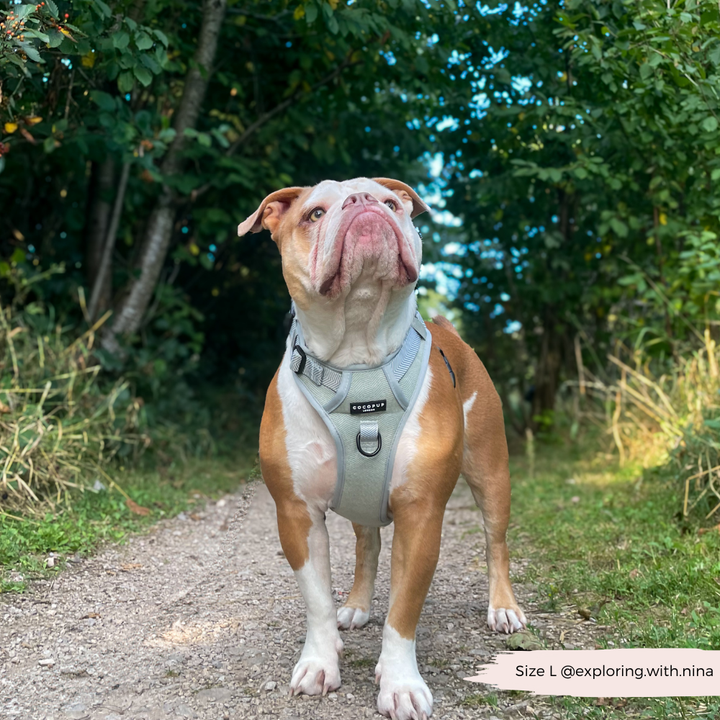 Explore Harness - Sage Tweed