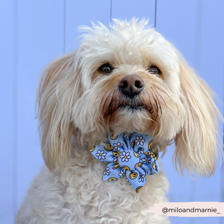 Smiley Pawty Tent Collar Flower