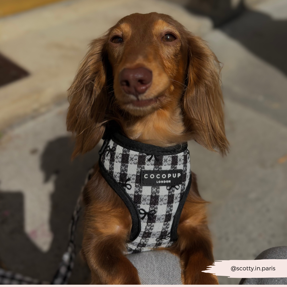 Pup in Paris Adjustable Neck HARNESS